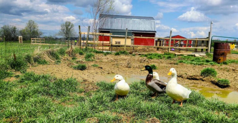 This Ohio Sanctuary Lets You Meet Rescued Farm Animals In The Sweetest Way