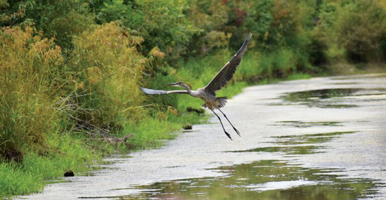 This Ohio Wetland Refuge Becomes A Seasonal Haven For Migrating Birds