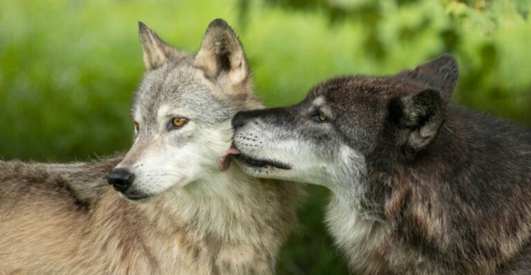 This One-of-a-Kind Indiana Park Offers Guided Tours Through a Gray Wolf and Coyote Habitat
