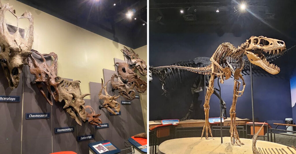This One-of-a-Kind Natural History Museum in Illinois Takes You Back in Time