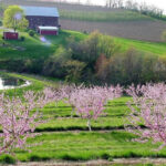 This Pennsylvania Orchard Has U-Pick Fruit, Apple Trees, And A Peaceful Country Setting