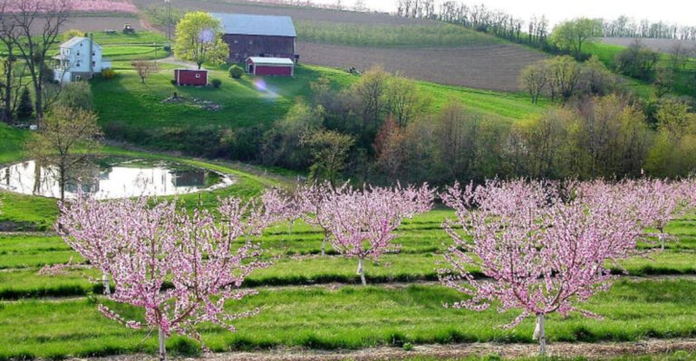 This Pennsylvania Orchard Has U-Pick Fruit, Apple Trees, And A Peaceful Country Setting