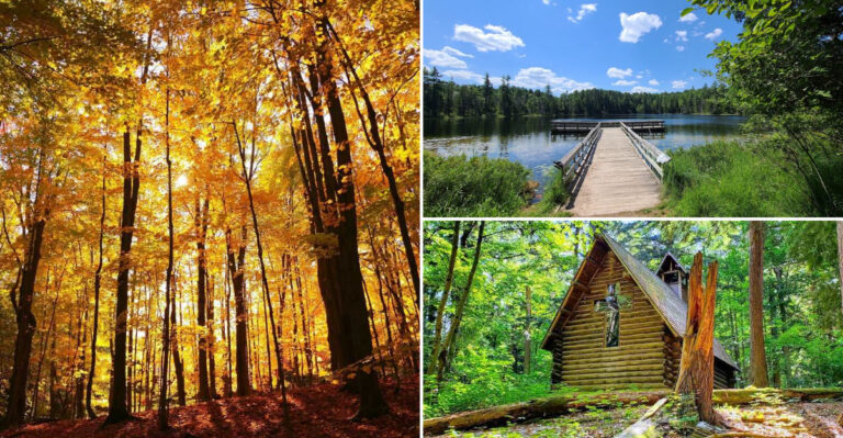 This Rare Michigan Forest Survived 1800s Logging With Its Giant Trees Intact