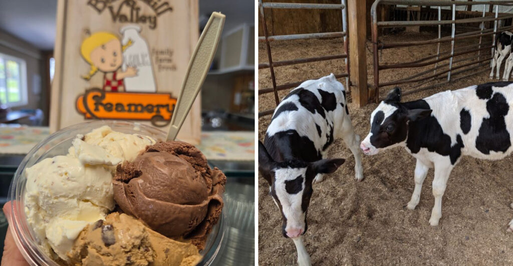 This Remote New York Farm Has Adorable Cows And Ice Cream Worth The Long Drive