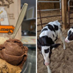 This Remote New York Farm Has Adorable Cows And Ice Cream Worth The Long Drive