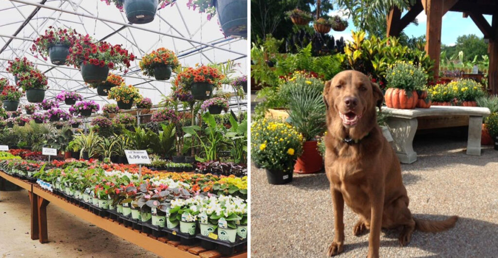 This Sprawling Missouri Garden Center Has Enough Plants To Keep You Browsing All Afternoon