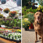 This Sprawling Missouri Garden Center Has Enough Plants To Keep You Browsing All Afternoon