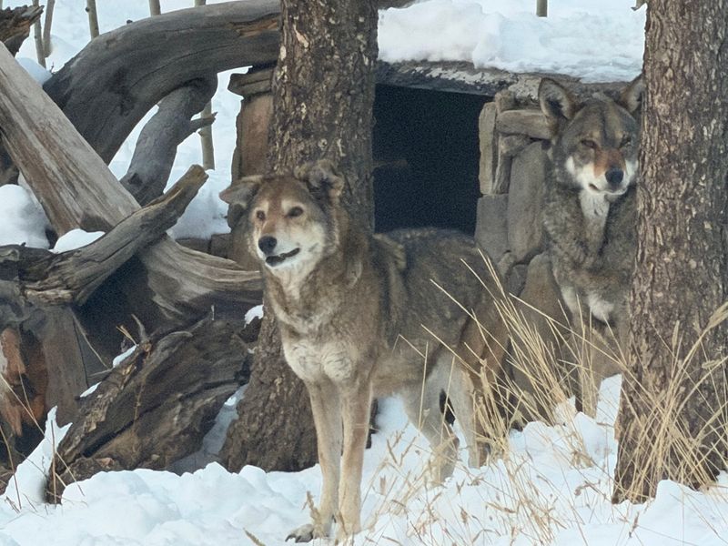 The Group Howl That Echoes Through the Trees The Group Howl That Echoes Through the Trees