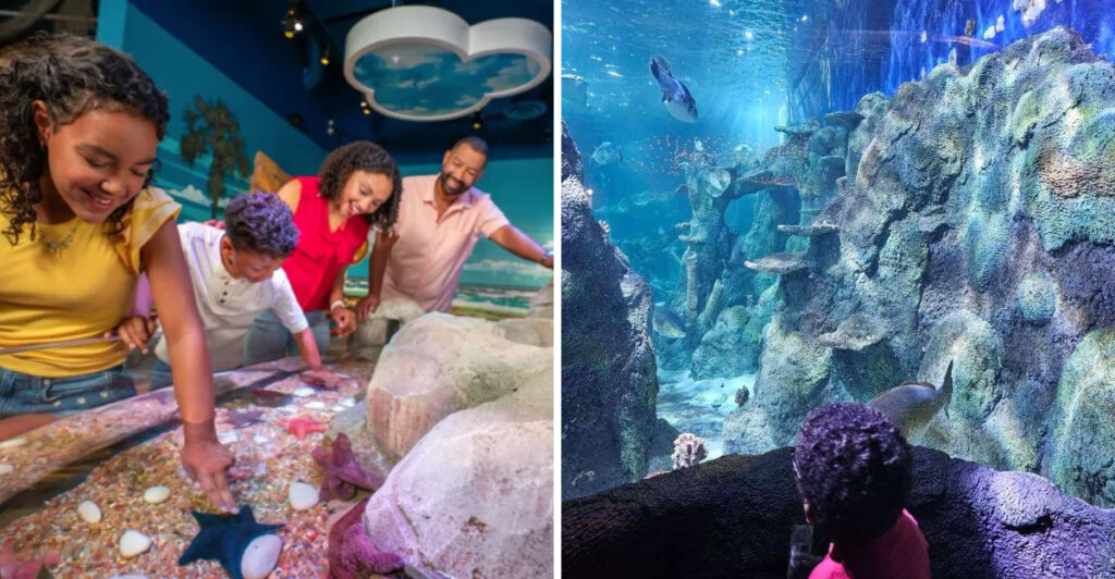 Walk Through North Carolina’s Only Underwater Tunnel At This Incredible Aquarium