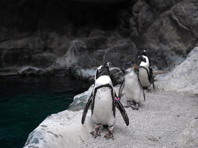 Penguins, Otters, and the Red Panda Factor Penguins, Otters, and the Red Panda Factor