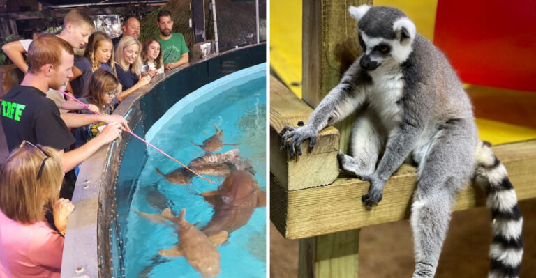 You’ll Feel Like You’re On Safari At This Incredible Missouri Wildlife Park