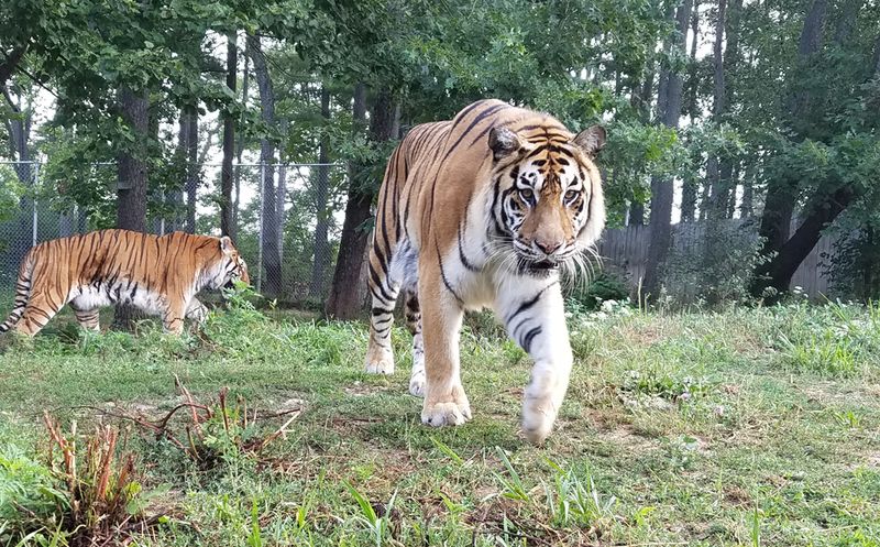 Big Cats, Bright Birds, and the Surprise Around Every Corner Big Cats, Bright Birds, and the Surprise Around Every Corner
