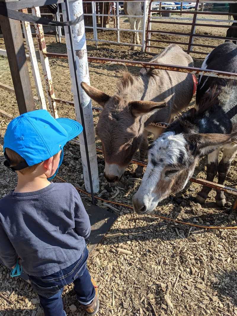 Donkeys, Horses, And A Kid-Friendly Detour Donkeys, Horses, And A Kid-Friendly Detour