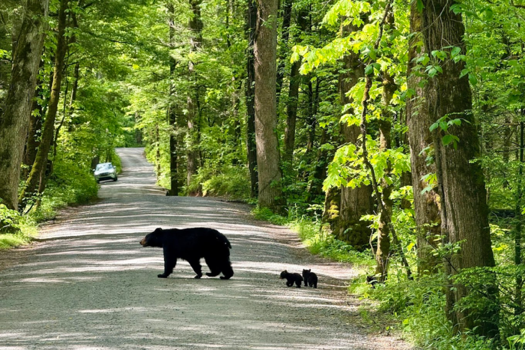 10 Tennessee Places Where You Should Always Assume a Black Bear Is Nearby