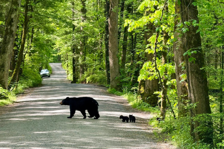 10 Tennessee Places Where You Should Always Assume a Black Bear Is Nearby