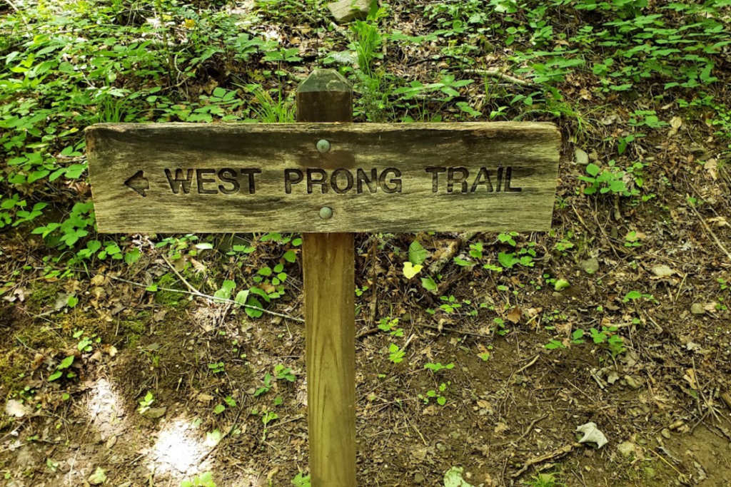 10 Tennessee Trails Where Wildlife Activity Ramps Up in Fall