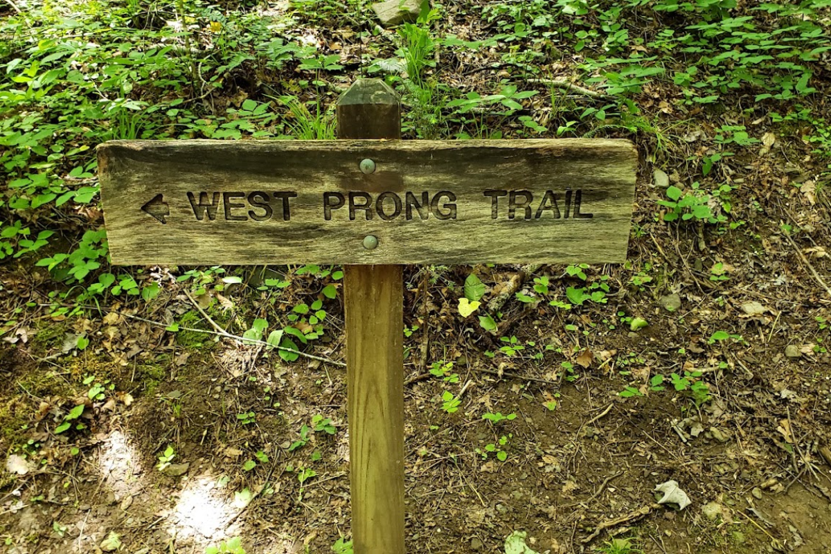 10 Tennessee Trails Where Wildlife Activity Ramps Up in Fall