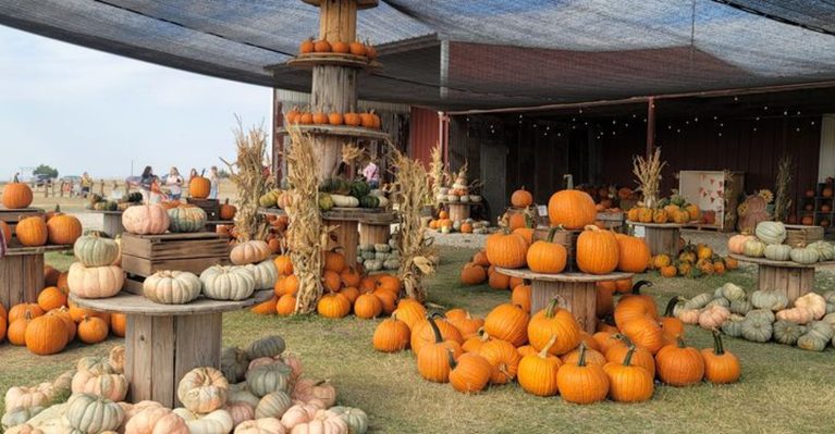10 DFW Pumpkin Patches You’ll Want To Visit This September