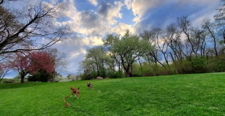 10 Pennsylvania Dog Parks That Give Dogs Room To Run Wild