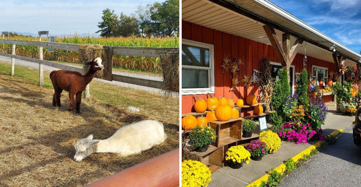 10 Small-Town Bakeries Across New York Where Apple Pie Steals the Show