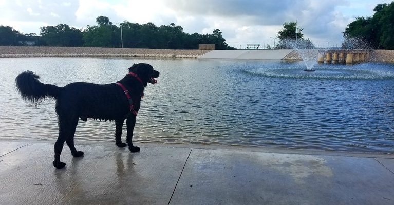 10 Texas Dog Parks So Good, Your Pup Will Never Want To Leave