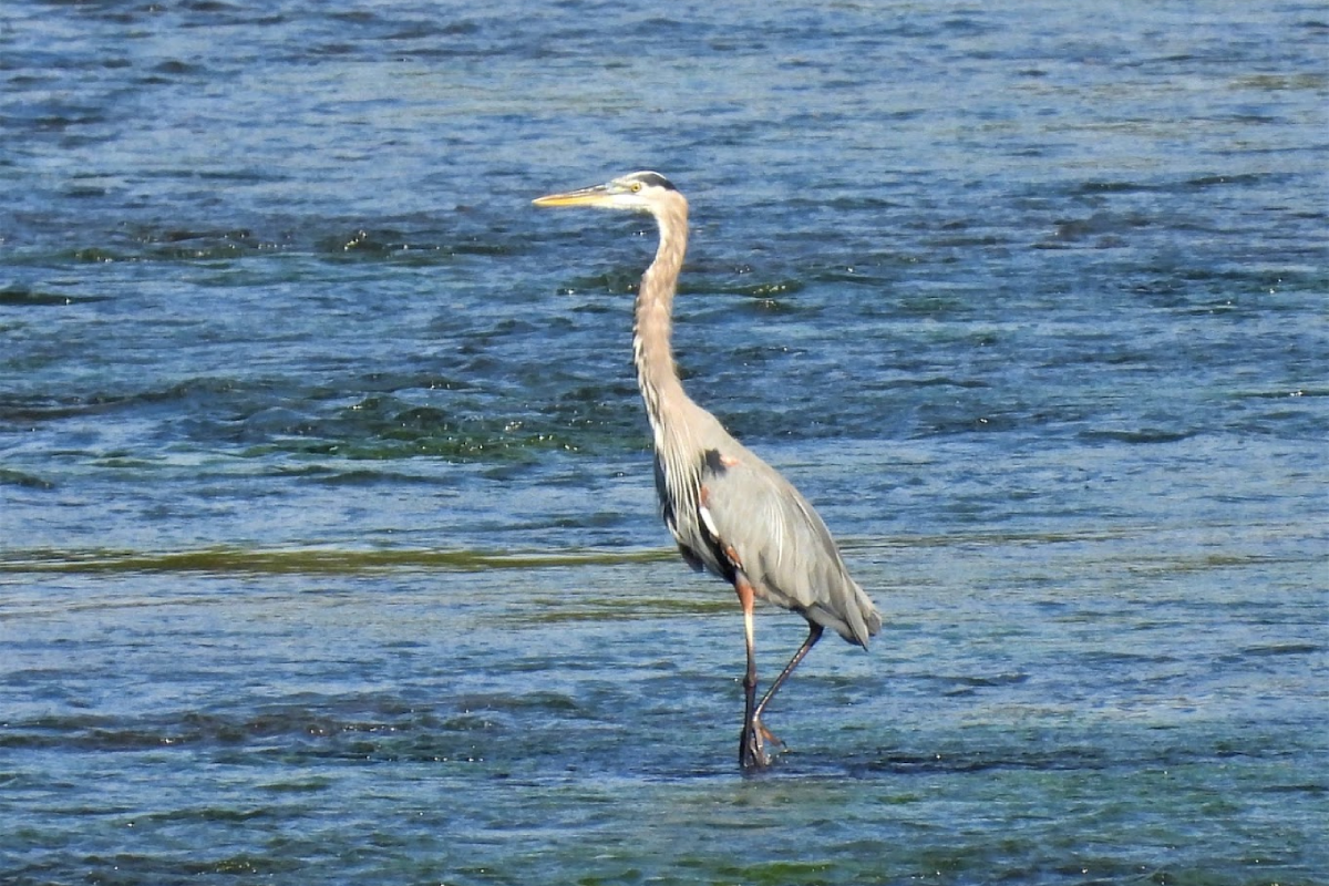 11 Must-Visit Bird Sanctuaries in Tennessee for an Unforgettable Birdwatching Adventure