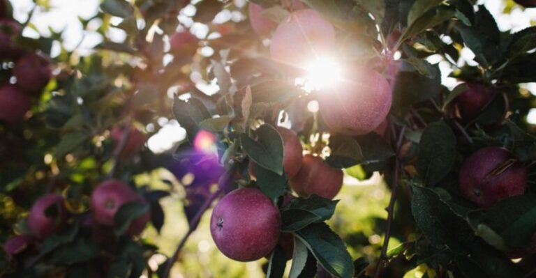 11 Family-Owned Pennsylvania Orchards That Keep Us Coming Back Every Fall