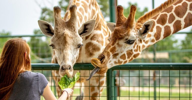 11 Texas Animal Attractions That Turn a Simple Day Out Into an Adventure