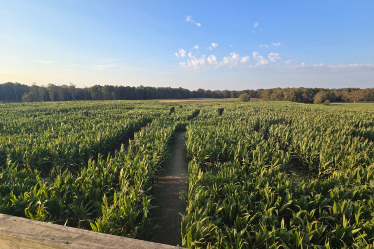 12 Tennessee Farms With Corn Mazes That Turn a Fall Day Into an Adventure