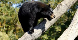 12 New Jersey Areas Where Black Bears Keep Turning Up in Early Fall