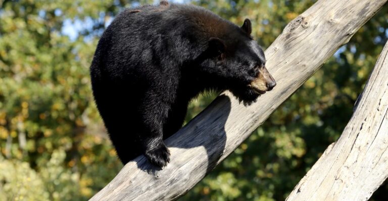 12 New Jersey Areas Where Black Bears Keep Turning Up in Early Fall