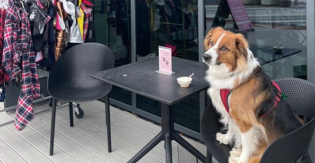 12 New Jersey Restaurants With Dog Menus, Treats, or Pet-Friendly Events