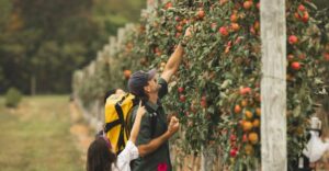 12 Ohio Apple Picking Farms Worth Visiting For A Memorable Fall Day