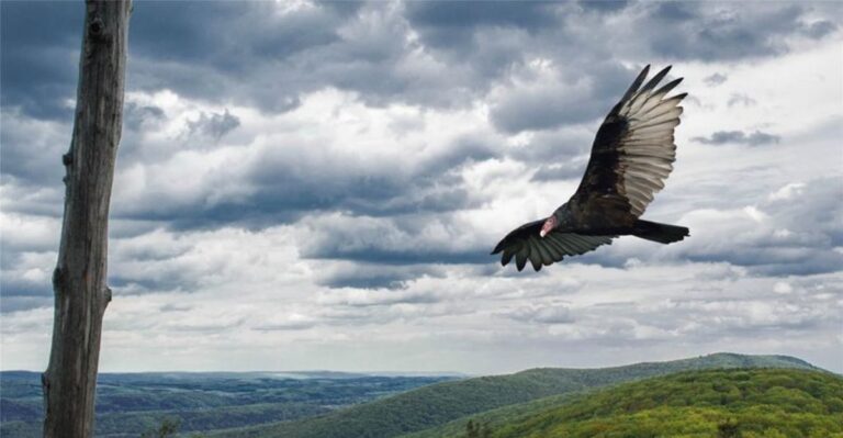 12 Reasons Hawk Mountain Sanctuary in Pennsylvania Is A Must-Visit For Nature Lovers