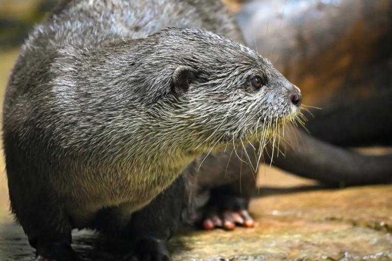 13 Tennessee Animal Attractions That Were Even Better Than We Expected