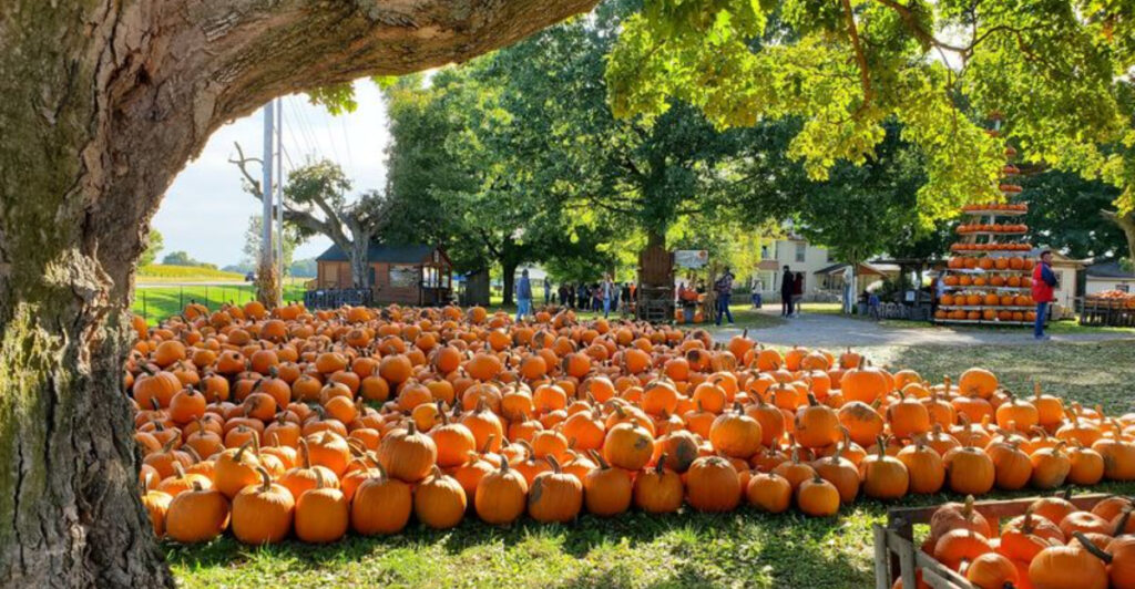 13 Ohio Corn Maze And Farm Adventures Worth Exploring In September