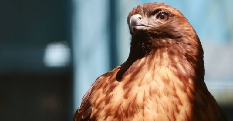 14 New Jersey Wildlife Programs Where You Can Make a Real Difference