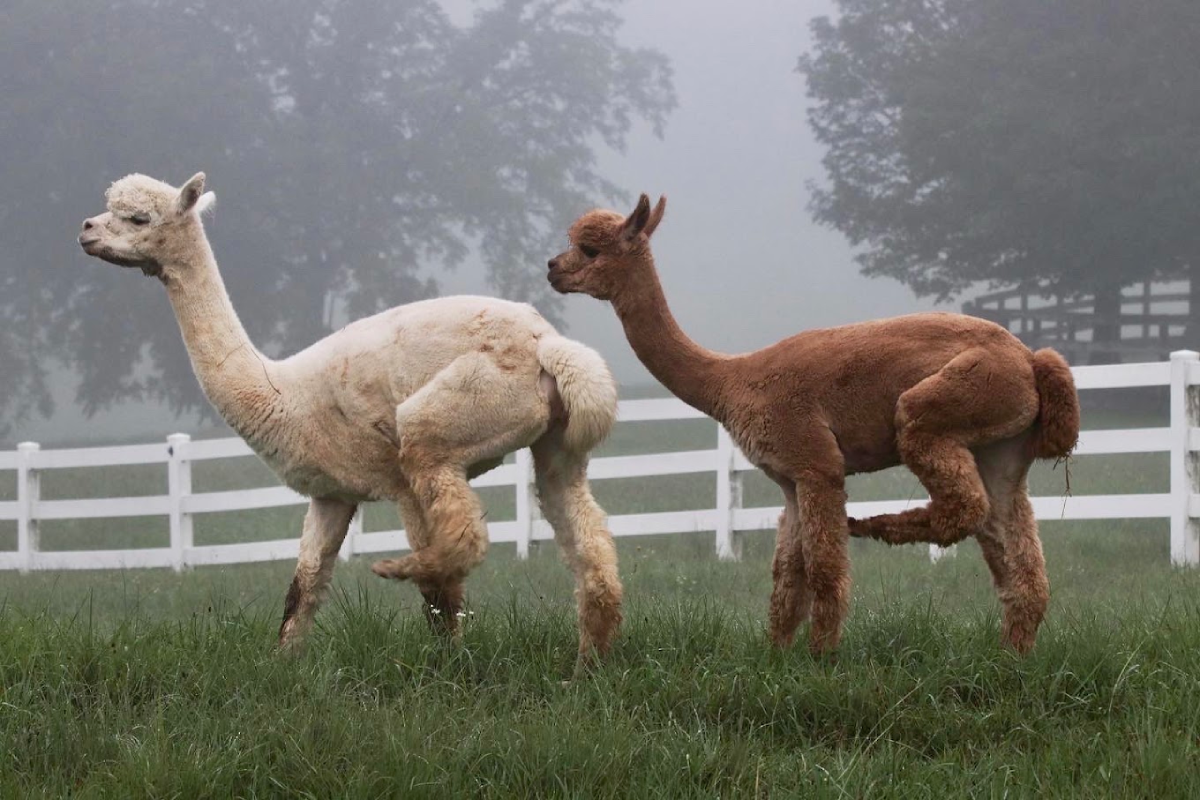 15 Tennessee Farms Where You Can Feed, Pet, and Meet Amazing Animals