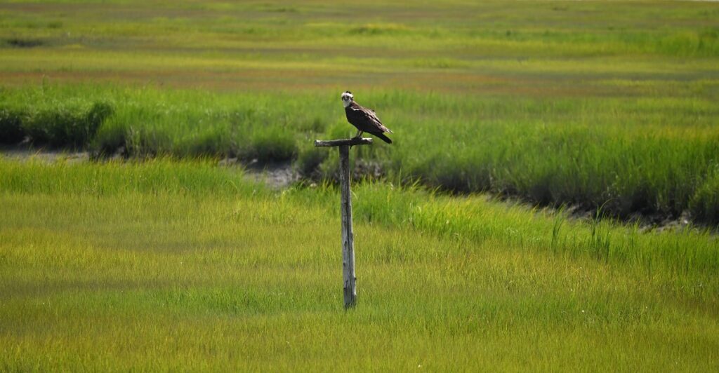 15 New Jersey Wildlife Havens Doing Remarkable Work