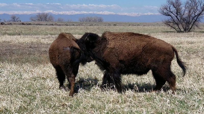 From Chemical Weapons Site to Colorado Wildlife Haven From Chemical Weapons Site to Colorado Wildlife Haven