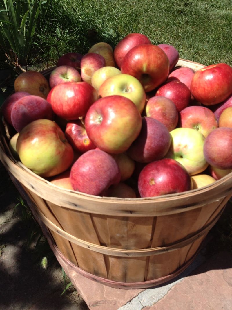 Apples, Cider, And The Farm Stand Shelf Test Apples, Cider, And The Farm Stand Shelf Test