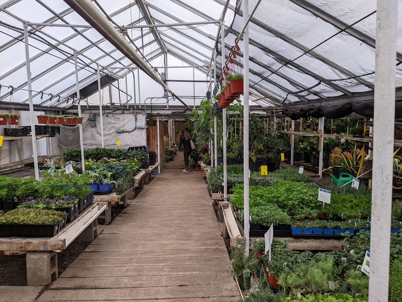From Carnation Capital to Neighborhood Nursery