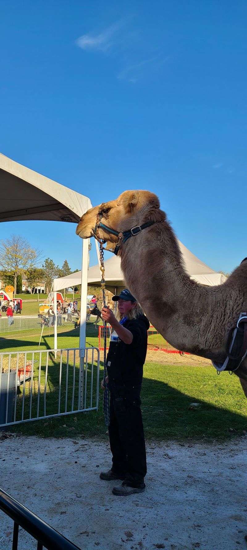 Saddle Up for a Camel Ride Near Chicago
