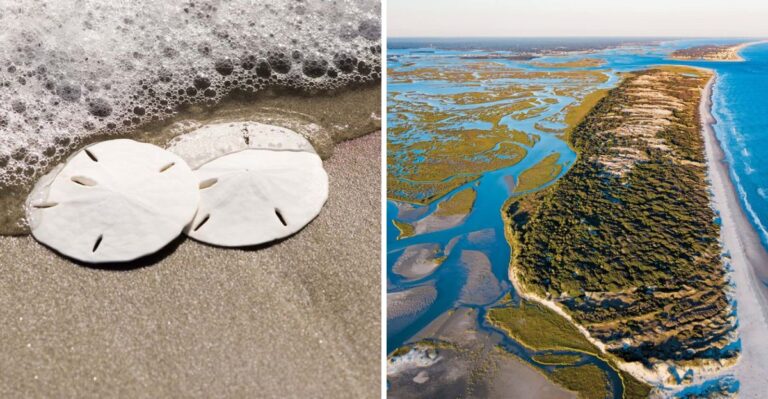 8 North Carolina Beaches Where the Tide Can Leave Behind Beautiful Sand Dollars