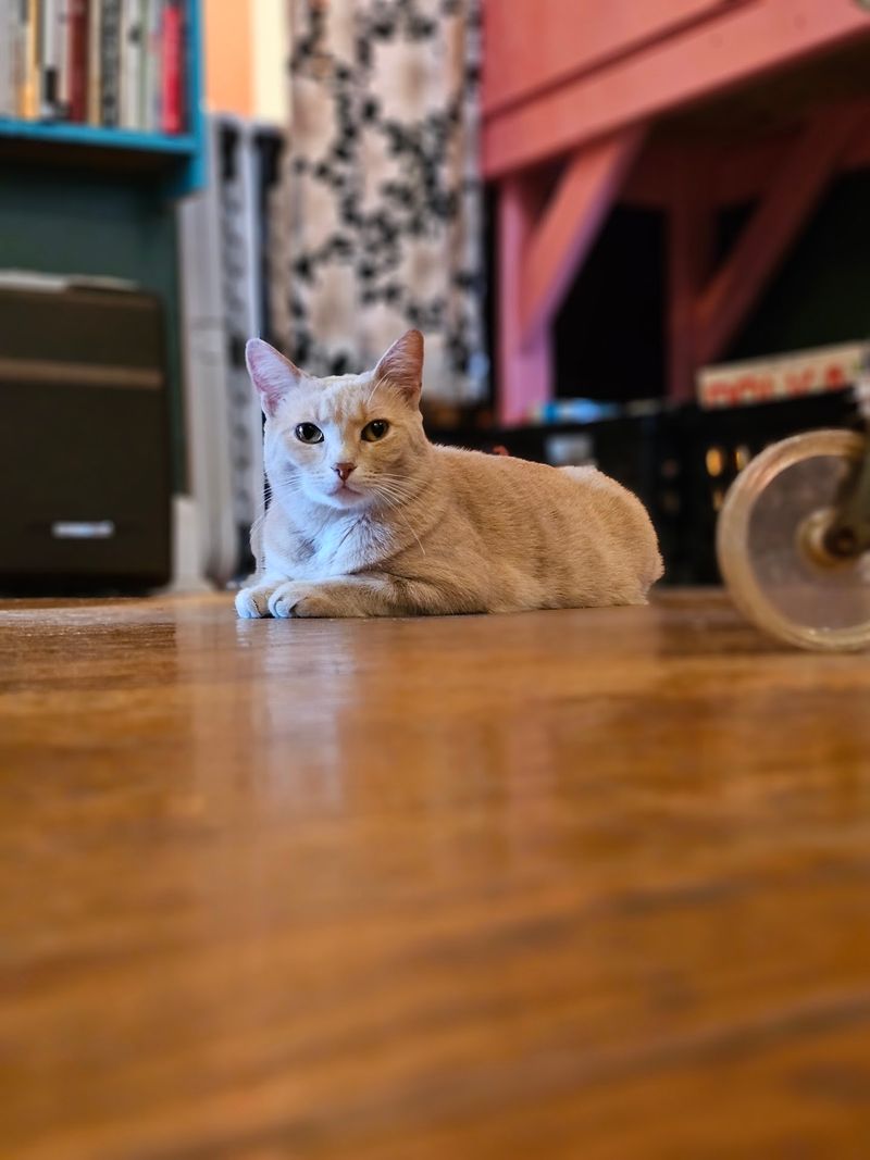 Resident Cats Add a Little House-Guest Energy