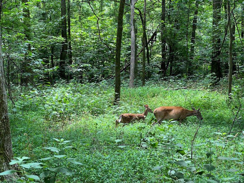 Radnor Lake State Park – Nashville Radnor Lake State Park – Nashville