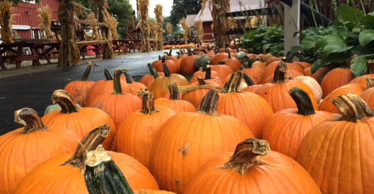 9 Illinois Pumpkin Patches Where A Family Day Out Costs Less Than $25