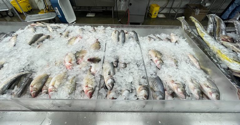 9 Texas Fish Markets Where the Seafood Is Almost Too Fresh to Believe