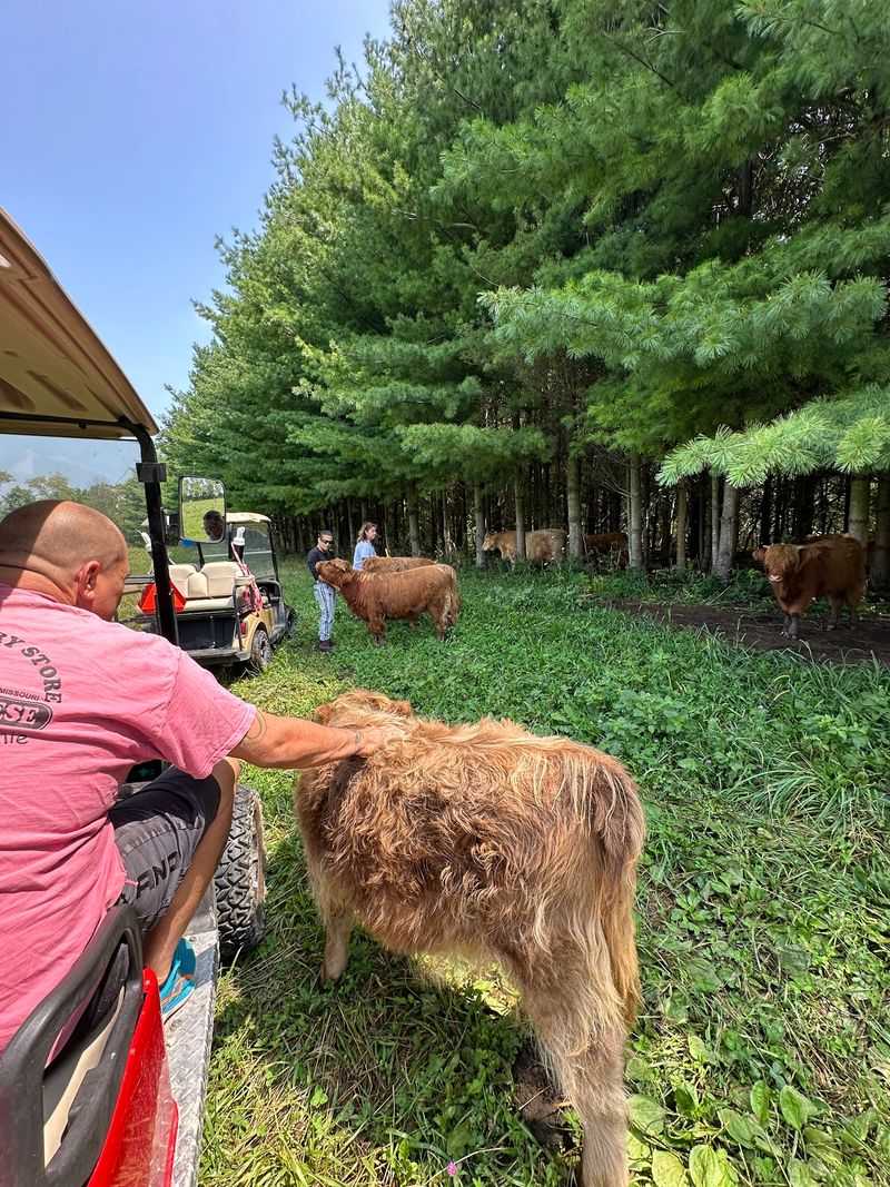 Cow Therapy With a Mission in Hancock County, Indiana