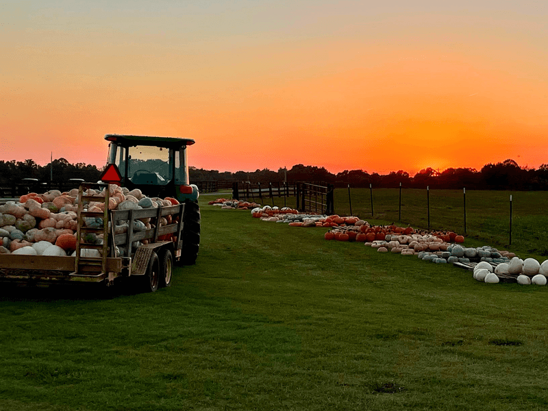 Falcon Ridge Farm - Toone Falcon Ridge Farm - Toone